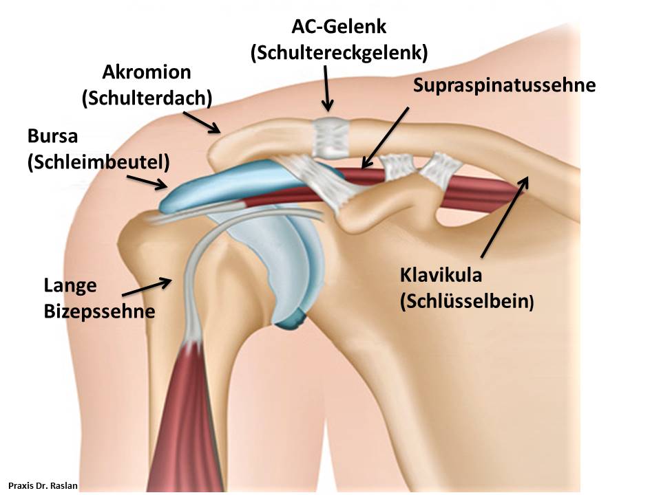 orthopäde Berlin Dr Raslan Schulterspezielist ACG Arthrose Berlin Dr Raslan Kniespezialist Dr Raslan Berlin Fußspezielist Dr Raslan Berlin Schulteranatomie